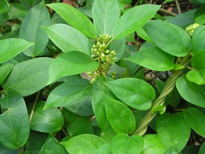 জিমনেমা সিলভেস্টার
